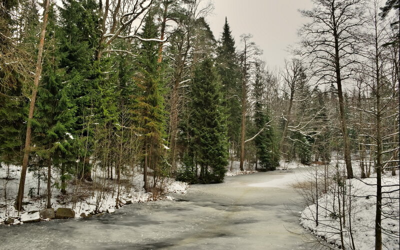 Frozen River in Forest — Green