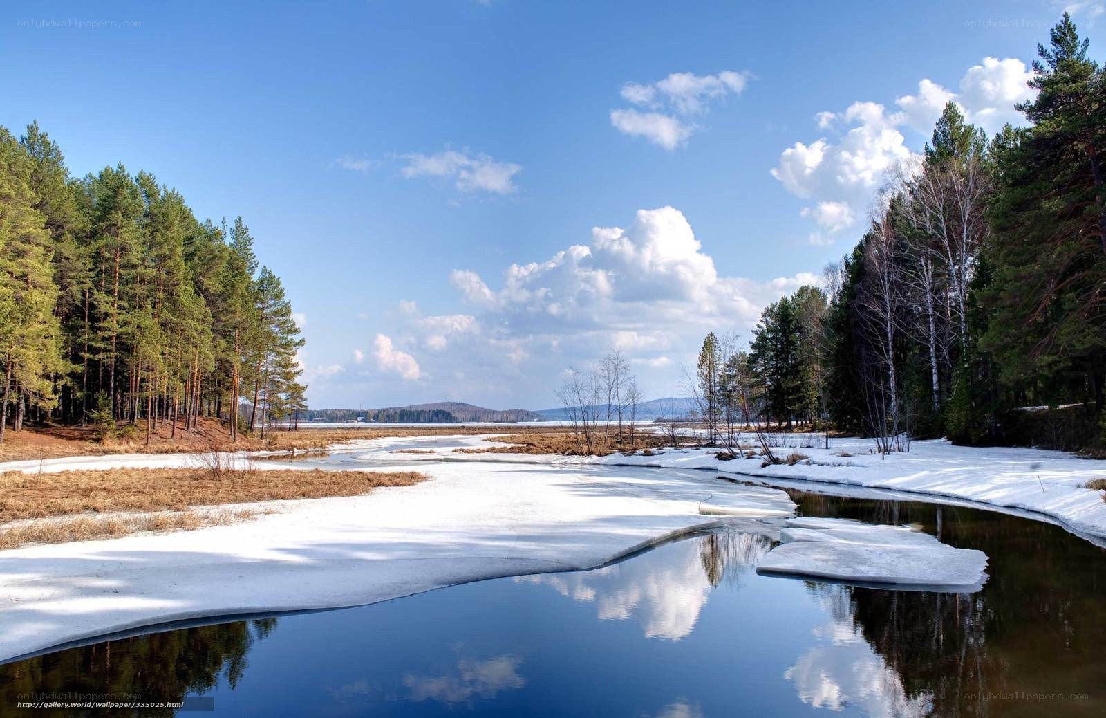 Frozen river in forest landscape