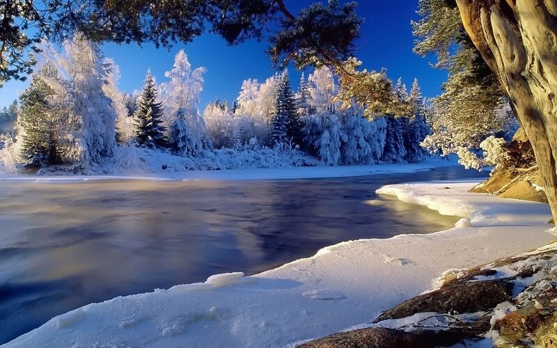 Frozen River in Forest — Serene
