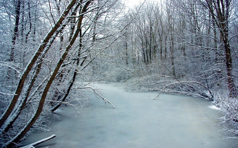 Frozen River in Forest — White, Cold, Winter, Photograph, Trees, Snow, Gray, Brown
