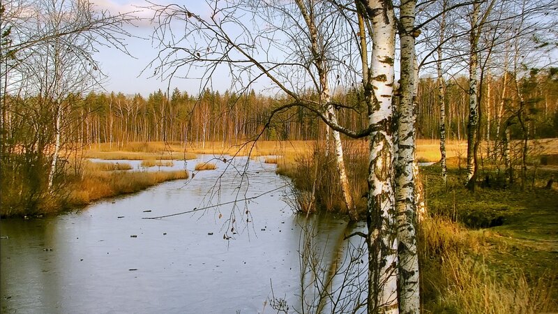 Frozen River in Forest — White, Serene, Autumn