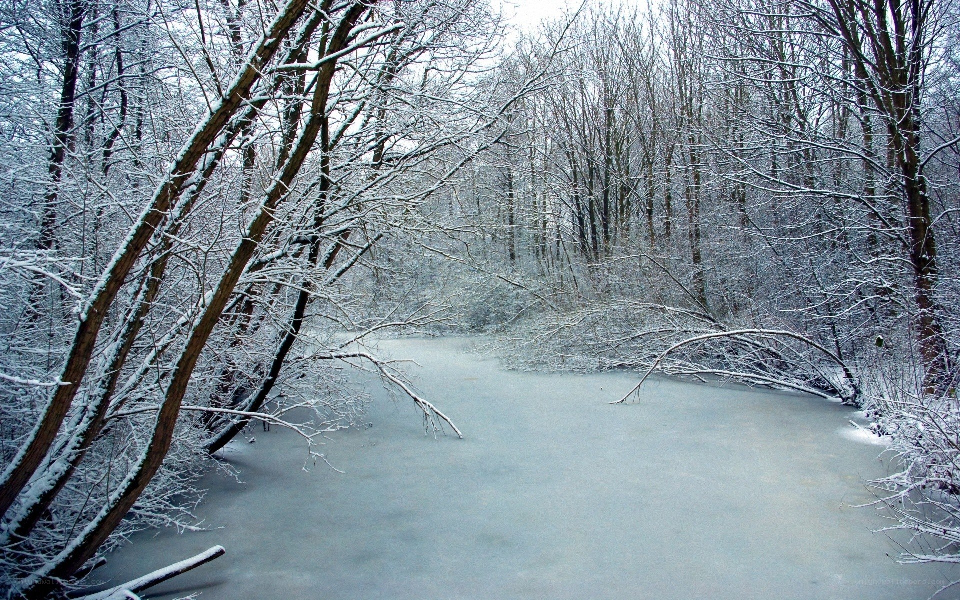 frozen river in snowy forest