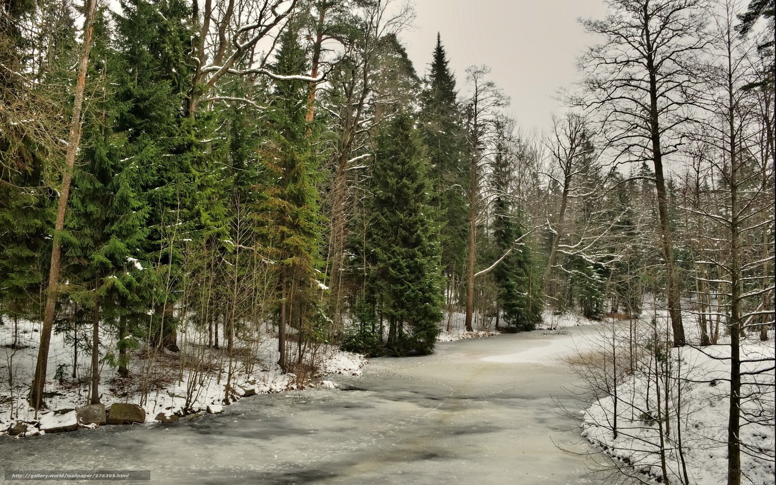Frozen river in snowy forest