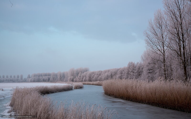 Frozen River in Winter — Blue, Cold, Photograph, Trees, Reeds