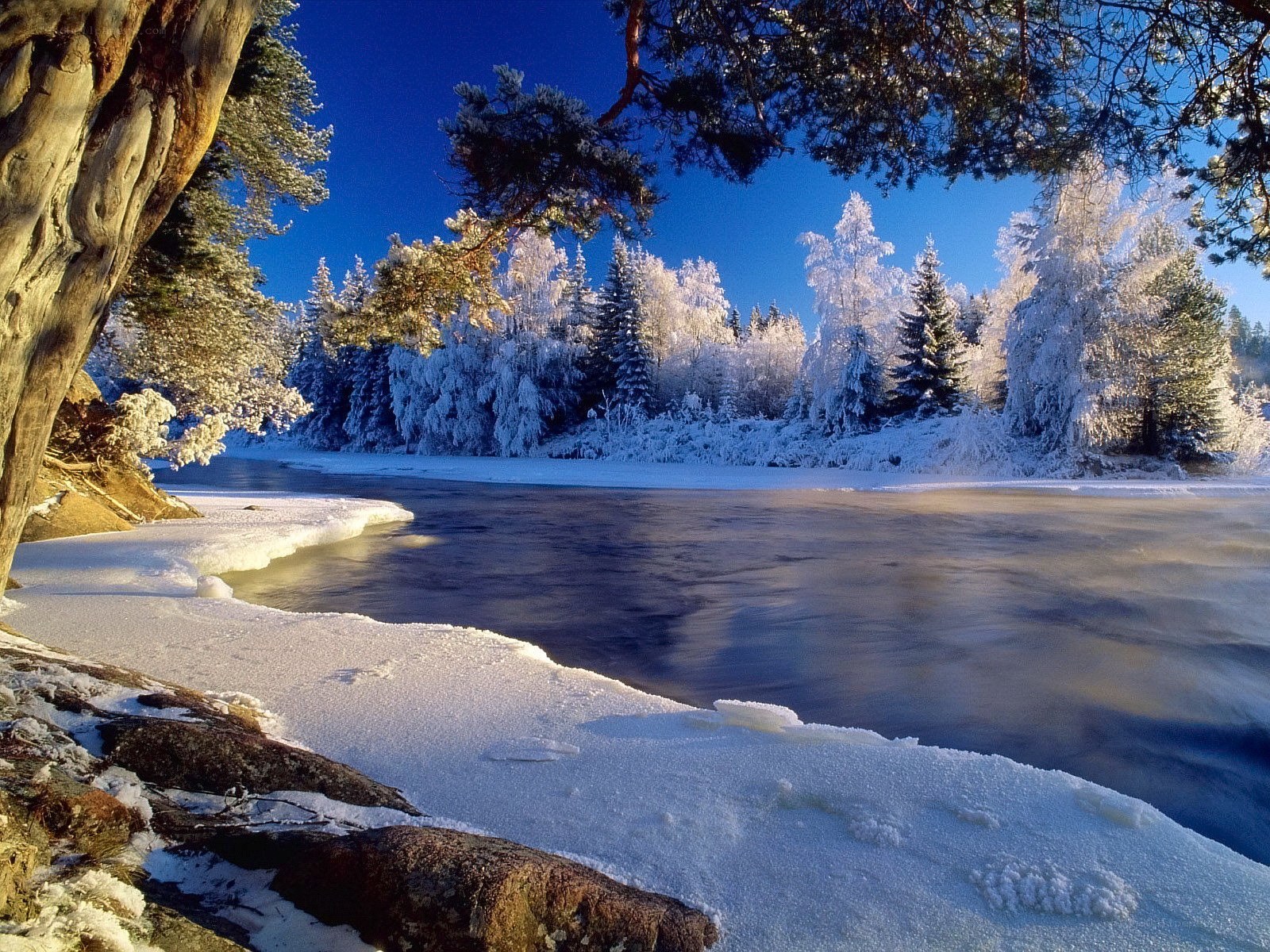 frozen river in winter forest