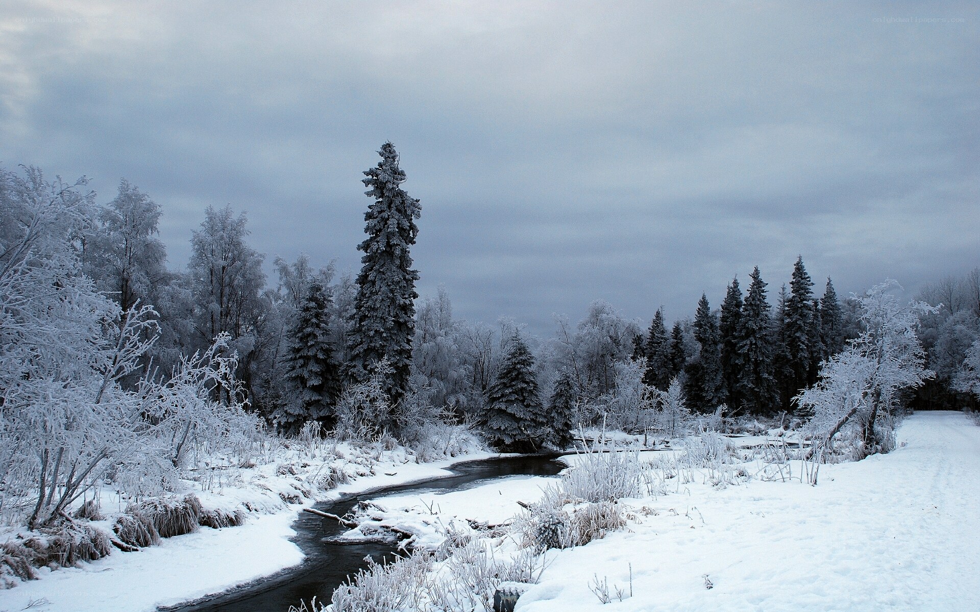 frozen river in winter forest