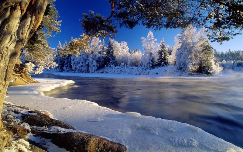 Frozen river in winter forest