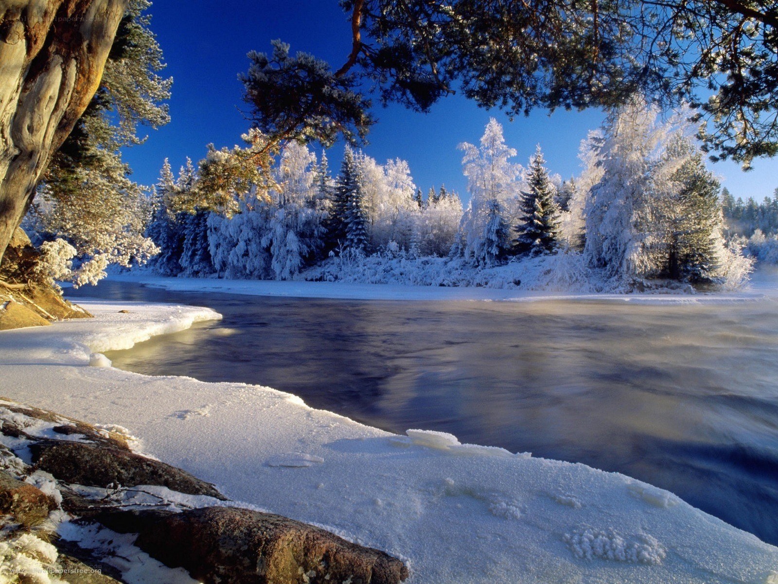 Frozen river in winter forest