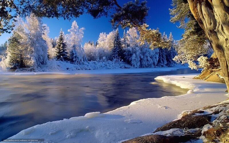 Frozen river in winter forest