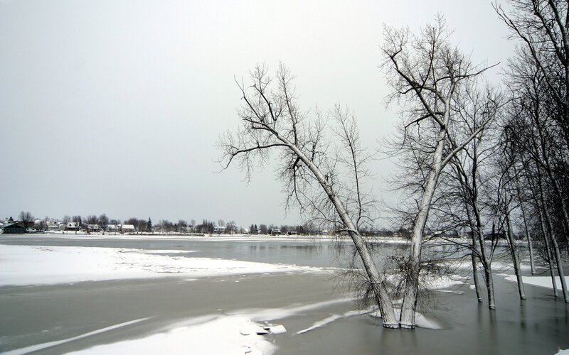Frozen river with bare trees