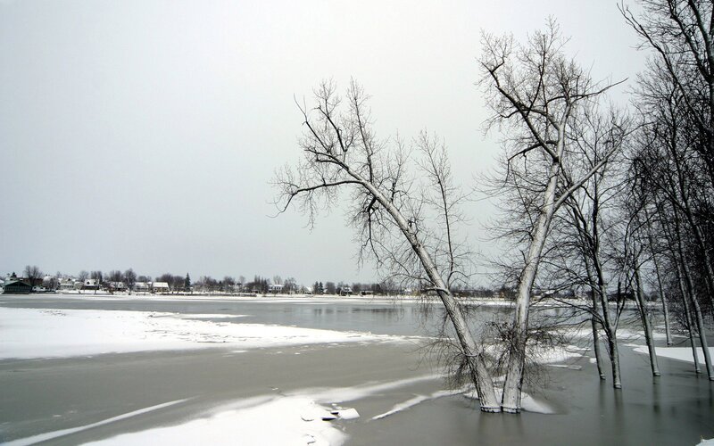 Frozen River with Bare Trees — White