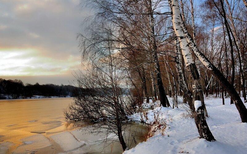 Frozen River with Birch Trees