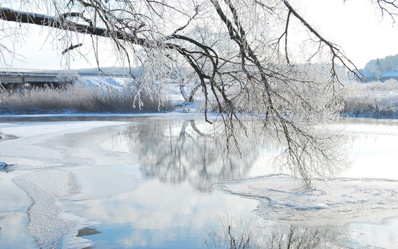 frozen river with ice-covered trees