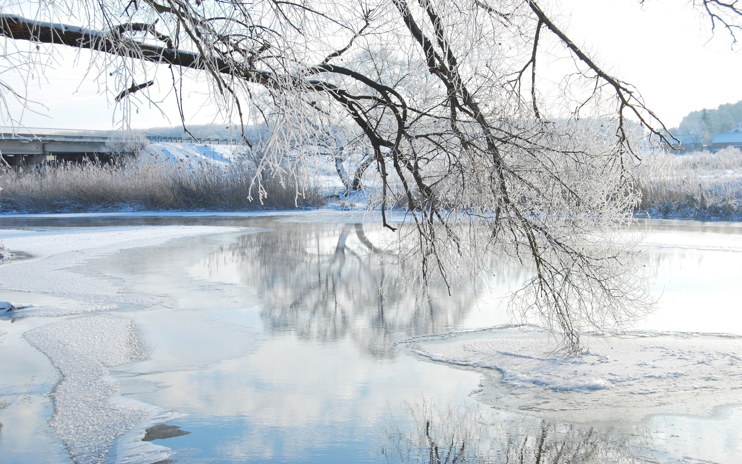 frozen river with ice-covered trees