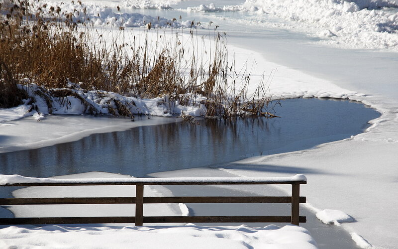 Frozen River with Reeds