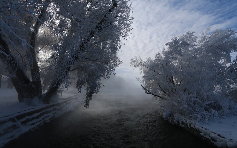Frozen River with Trees — White, Cold