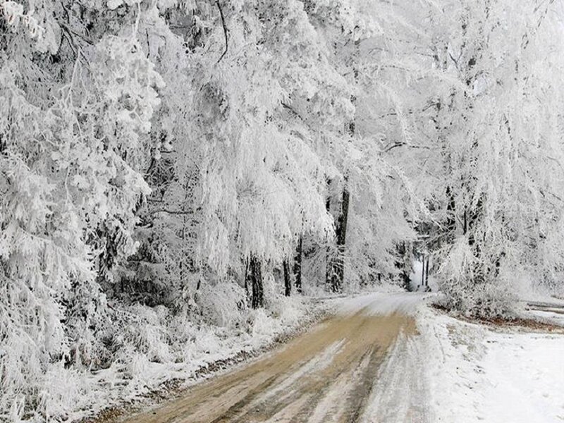 Frozen Road in Forest