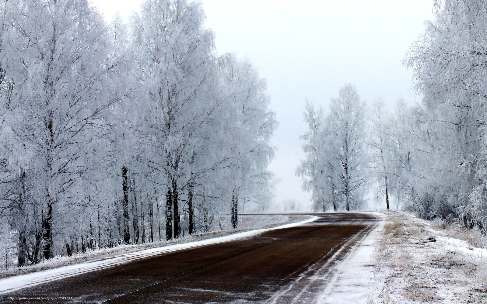 frozen road in winter forest
