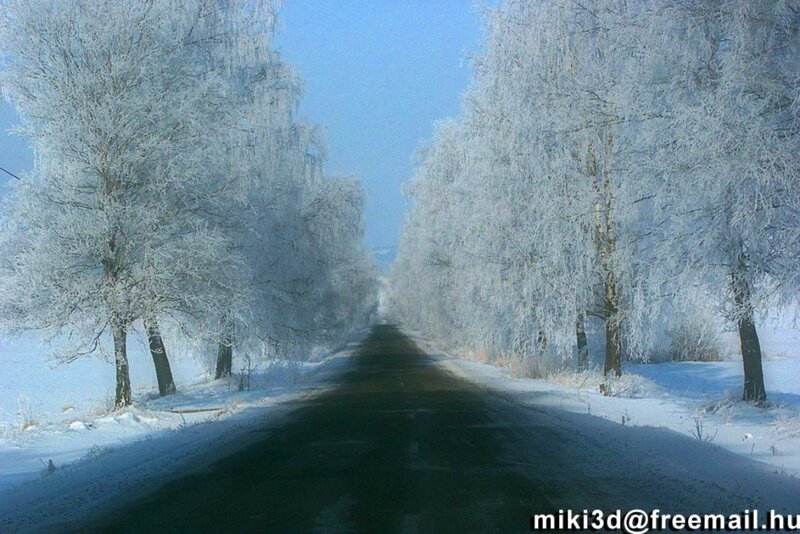 Frozen Road with Trees — White