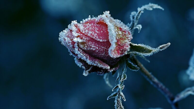 Frozen Rose Bud — Blue