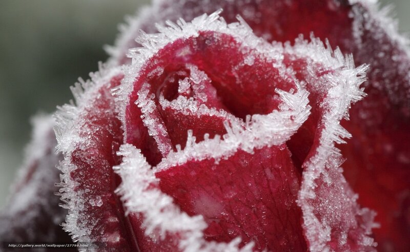 frozen rose bud