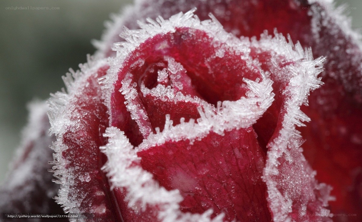 frozen rose bud