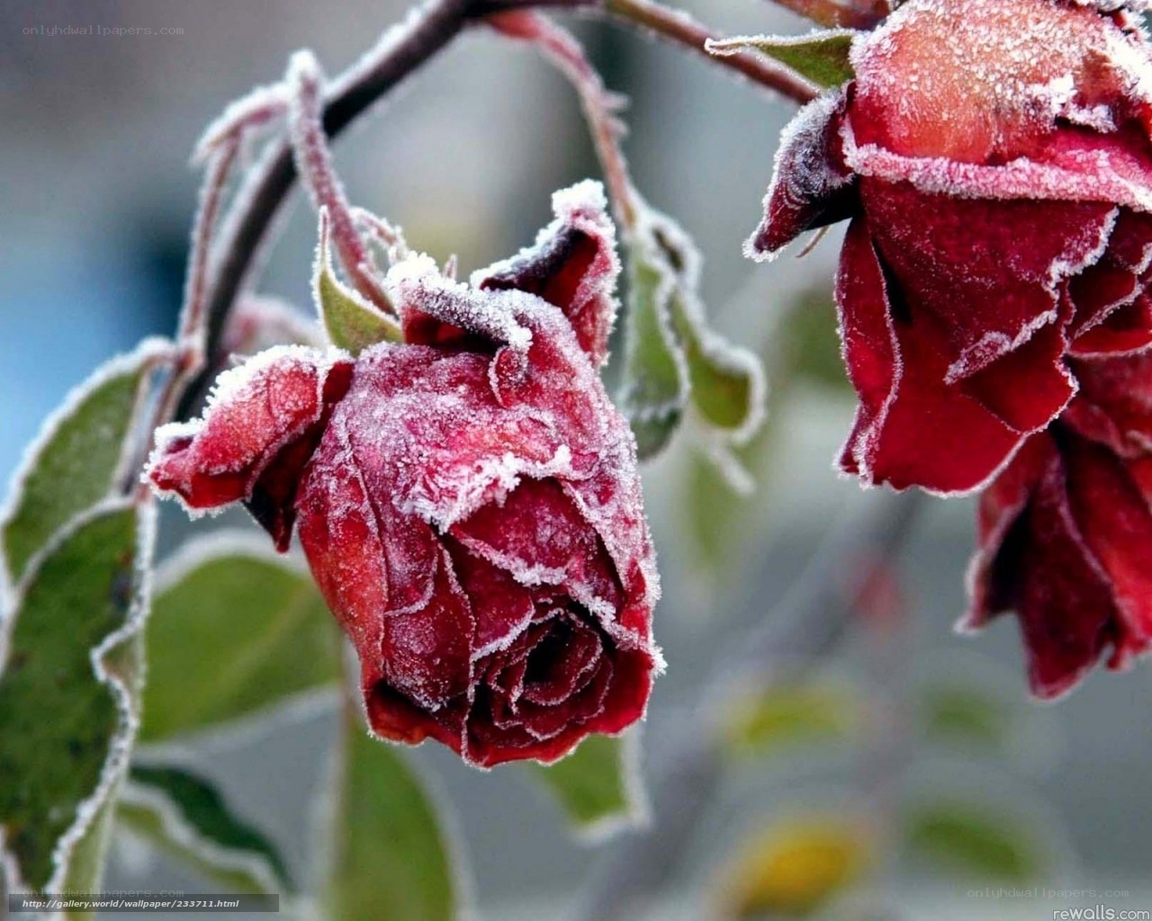 frozen rose buds in winter