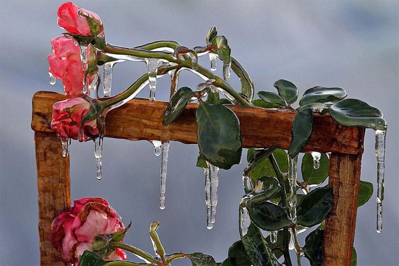 Frozen Rose Bush