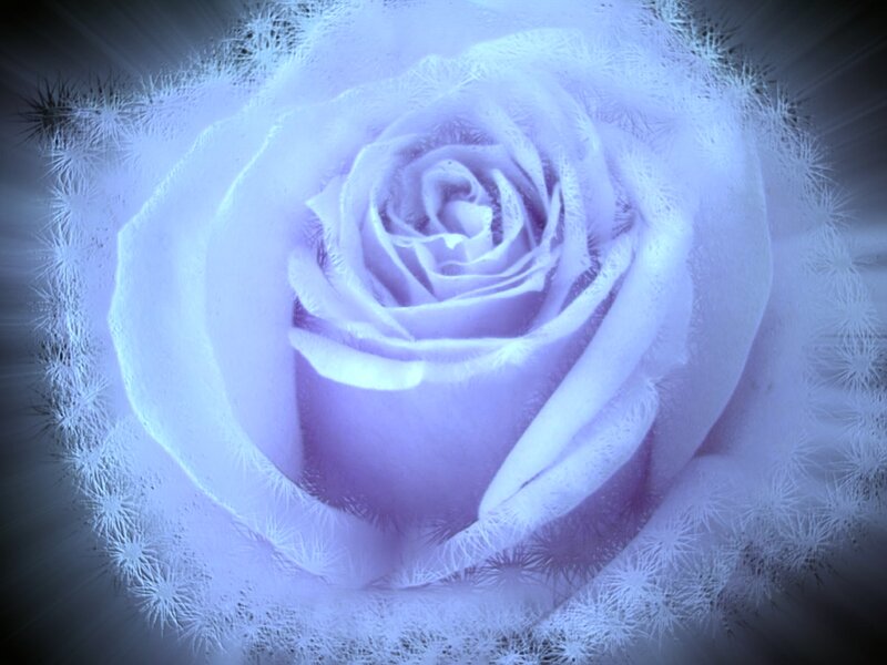 Frozen Rose Flower — Blue, Ethereal