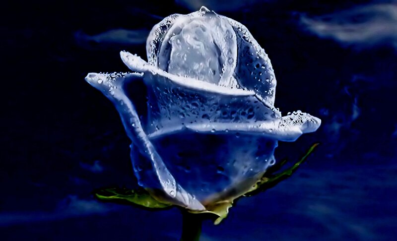 Frozen Rose Flower — Blue