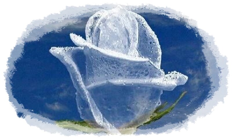 Frozen Rose Flower