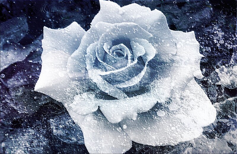 Frozen Rose Flower — White