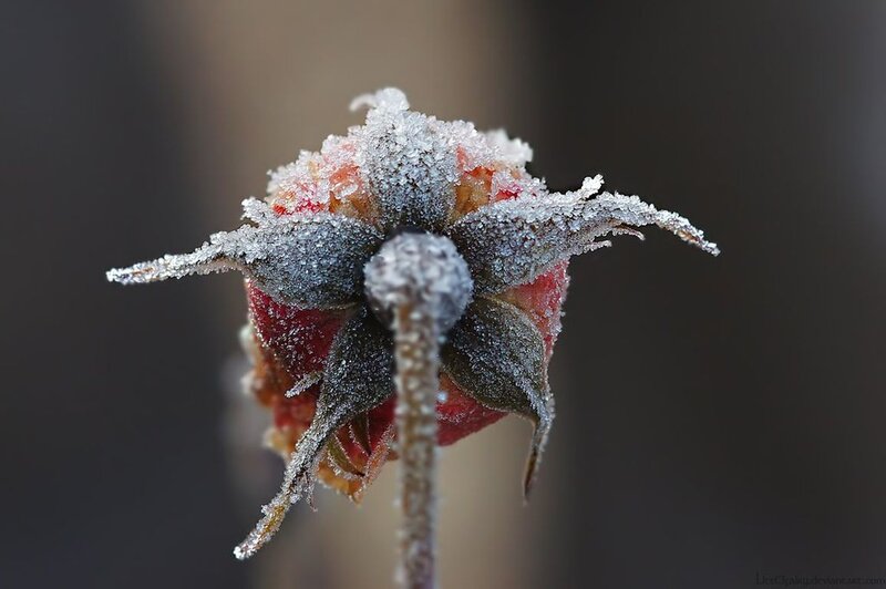 Frozen Rose Hip — Red