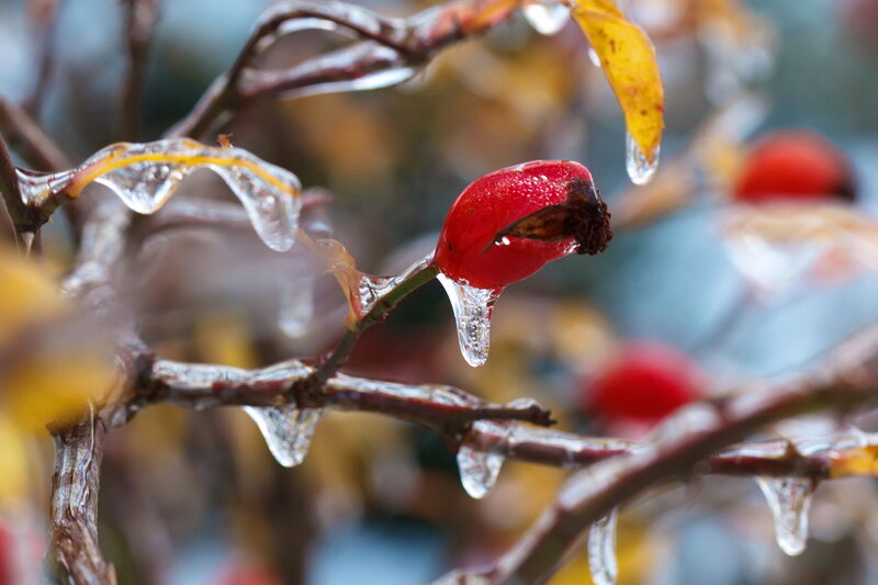 Frozen Rose Hip