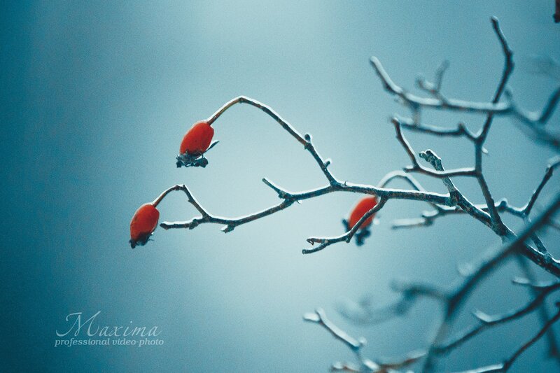 Frozen Rose Hips — Blue