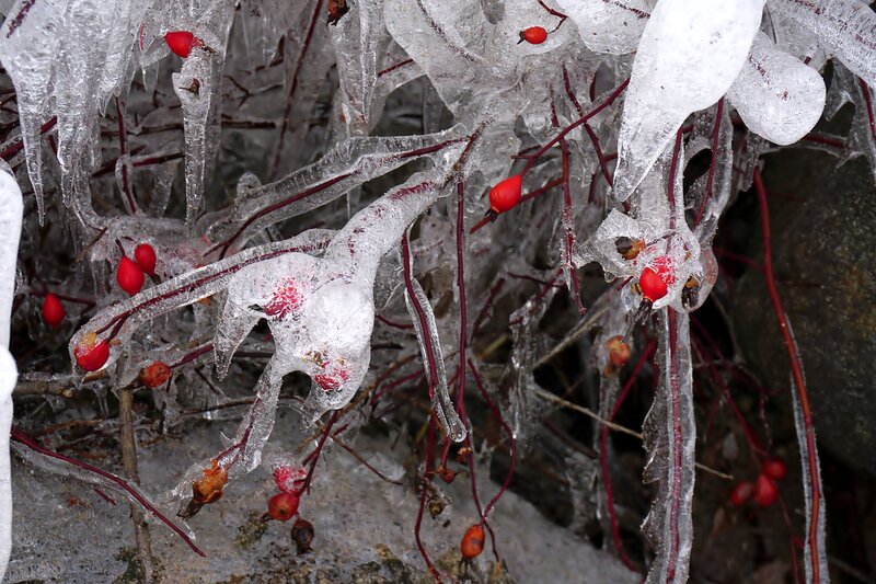 Frozen Rose Hips — Red, Cold