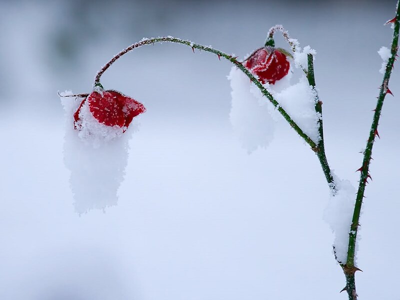 Frozen Rose Hips — Red