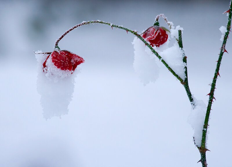 Frozen Rose Hips