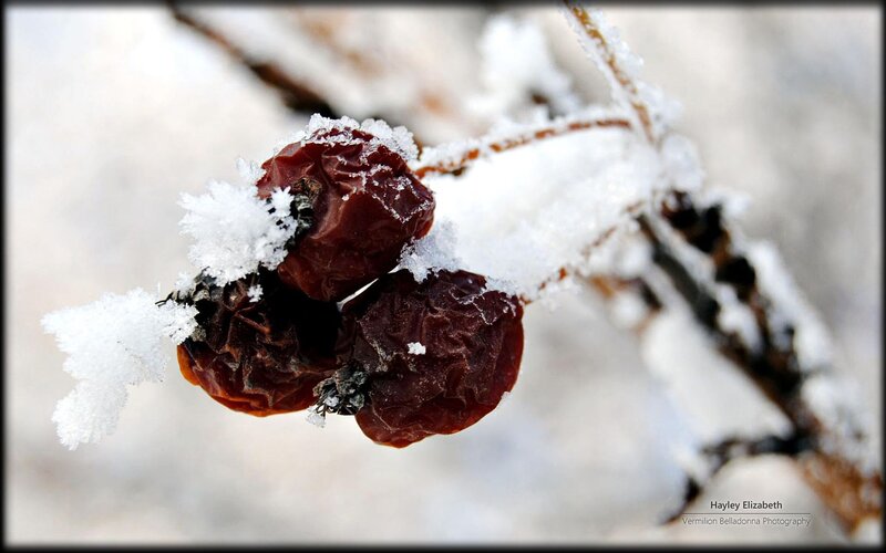Frozen Rose Hips — White