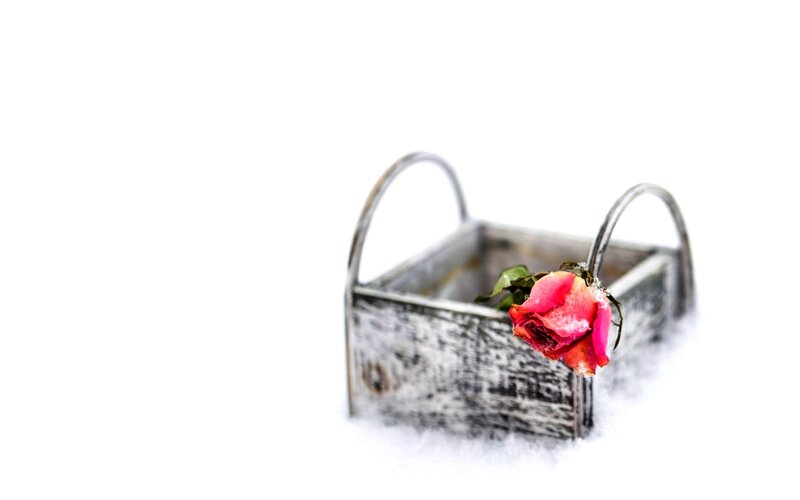 Frozen Rose in Basket