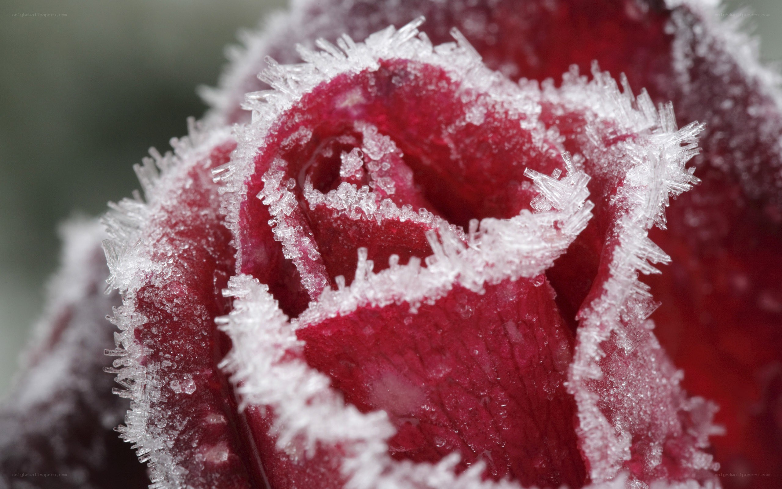 frozen rose in frost