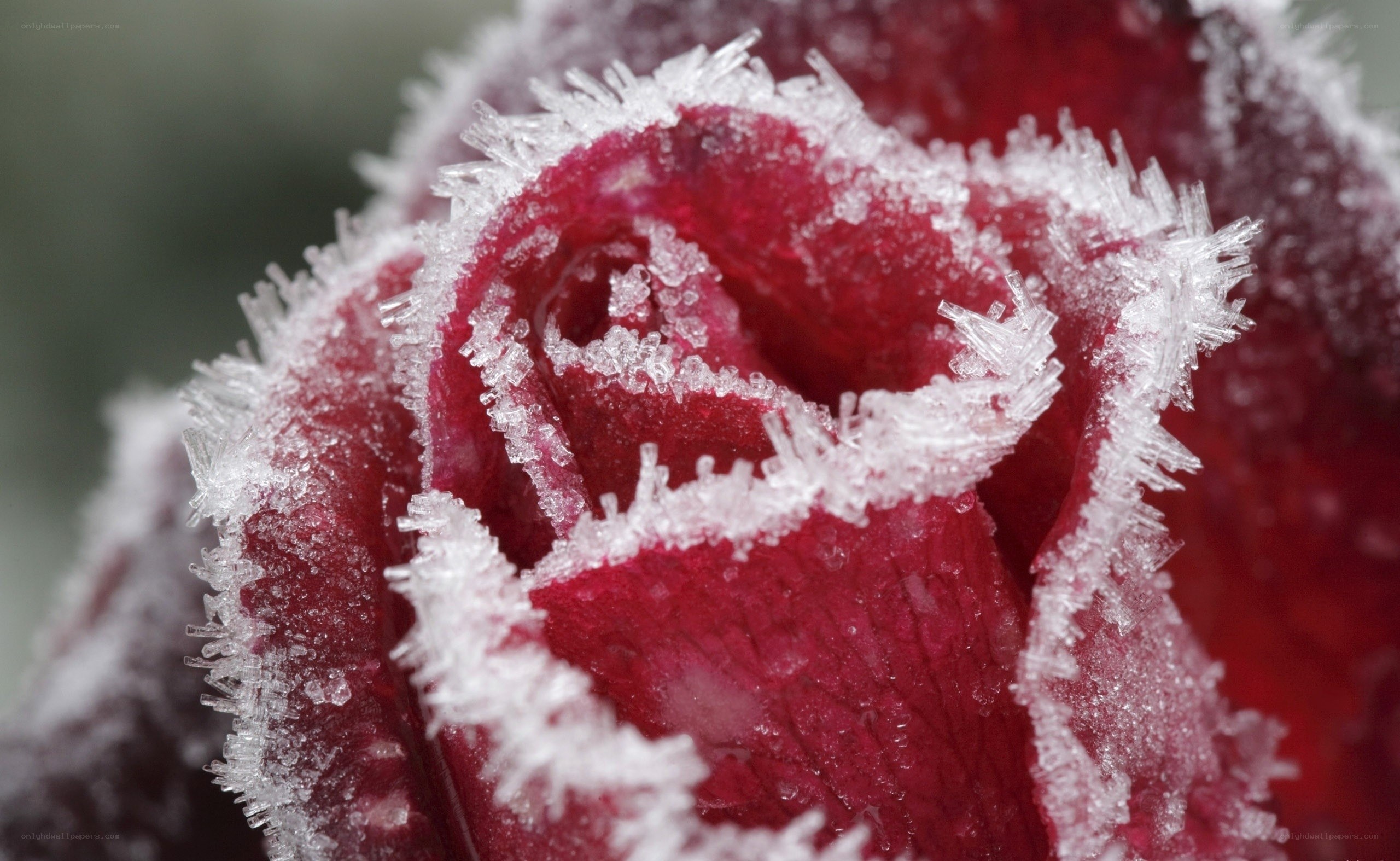 frozen rose in frost