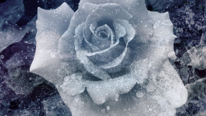 frozen rose in ice