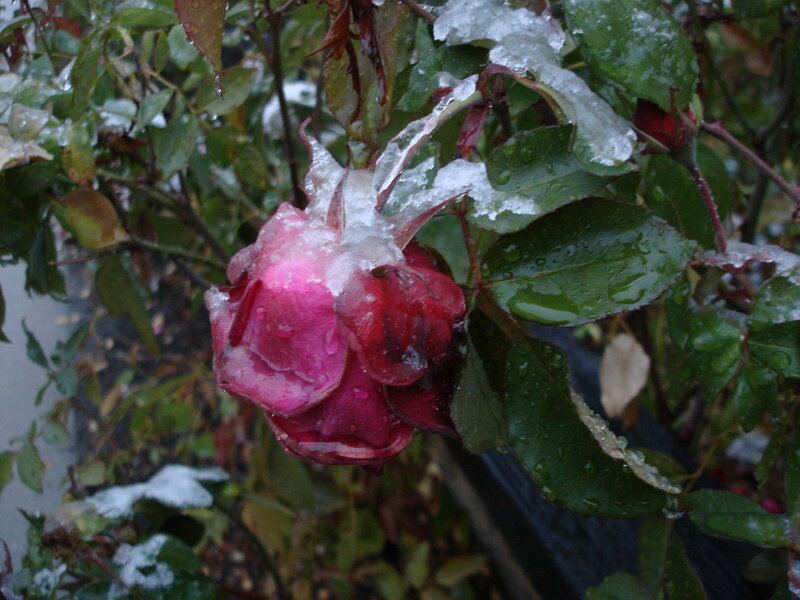 frozen rose in ice