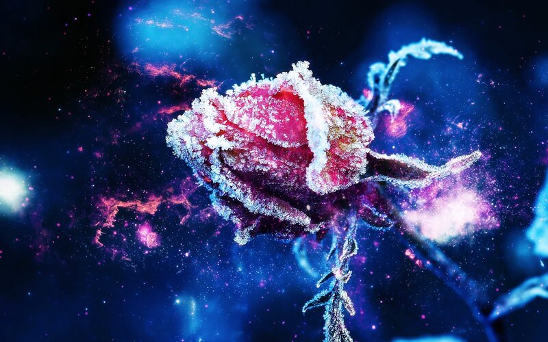 frozen rose in space