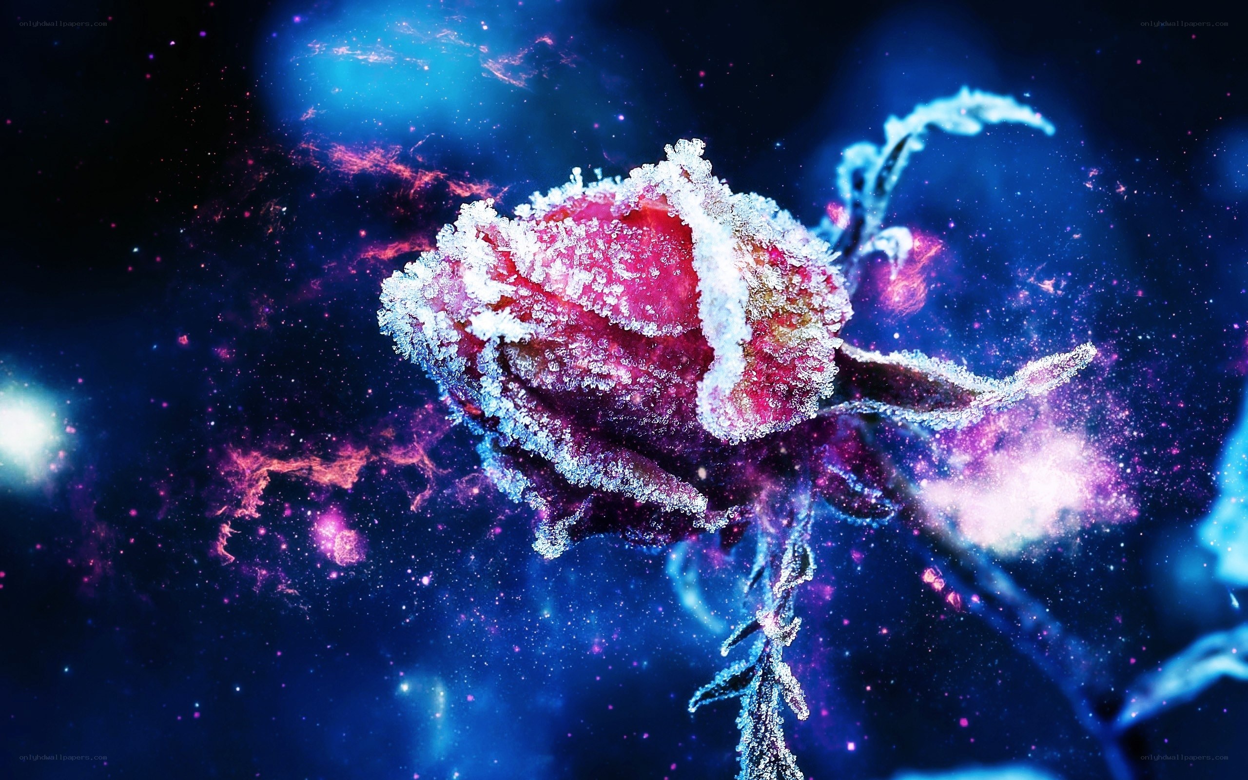 frozen rose in space