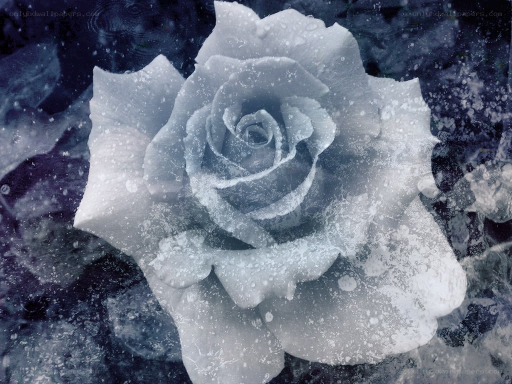 frozen rose in water