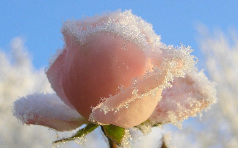 frozen rose in winter