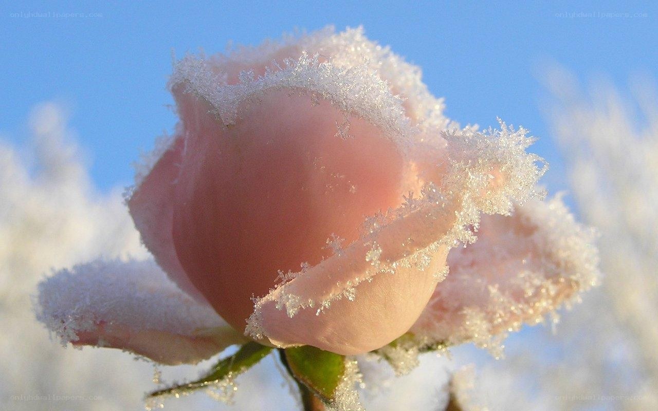 frozen rose in winter