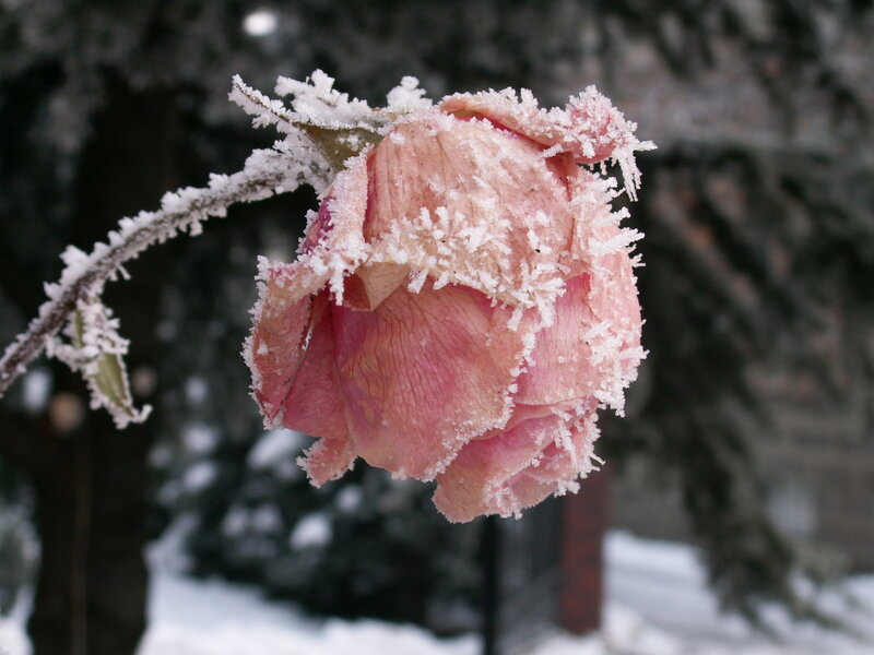 frozen rose in winter